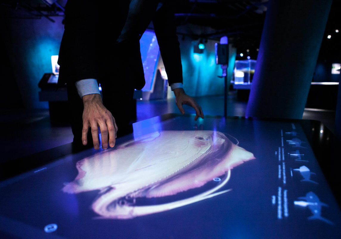 A man at The Phillip and Patricia Frost Museum of Science investigating a 3D-visualization of a southern stingray in Inside Explorer
