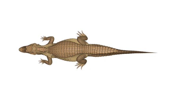 Crocodile_1